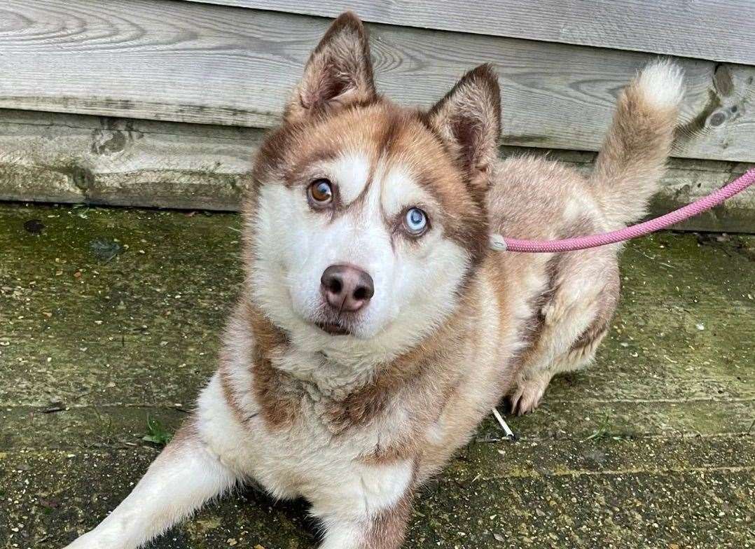 Rosie, a husky who was found in Sittingbourne, has been in the pound for more than 50 days. Picture: SBC