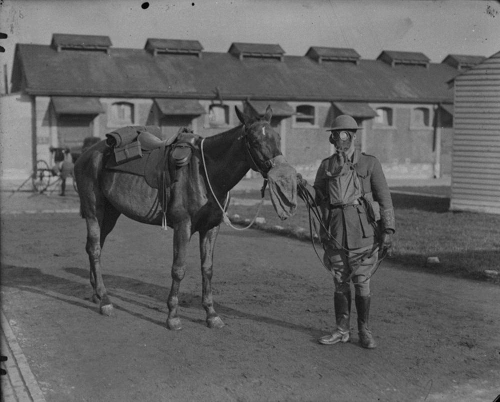 During the First World War, Shorncliffe was home to the Canadian Army Veterinary Corp, which cared for thousands of wounded and sick horses. Picture: Shorncliffe Trust
