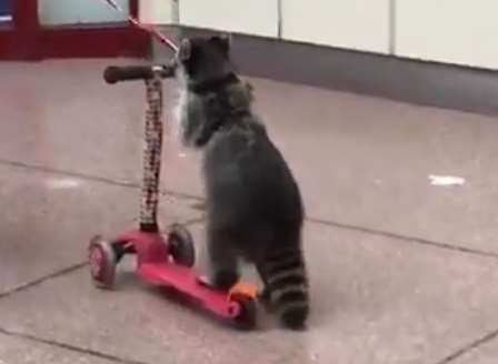 The raccoon was spotted travelling on the scooter in Tonbridge. Picture: Bobby Bewl