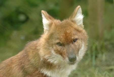 A dhole, or Asiatic wild dog. Three are on the run from Howletts