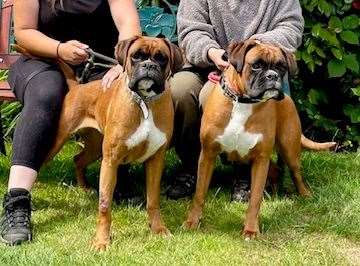 Two of the eight boxer dogs found abandoned and brought into the sanctuary