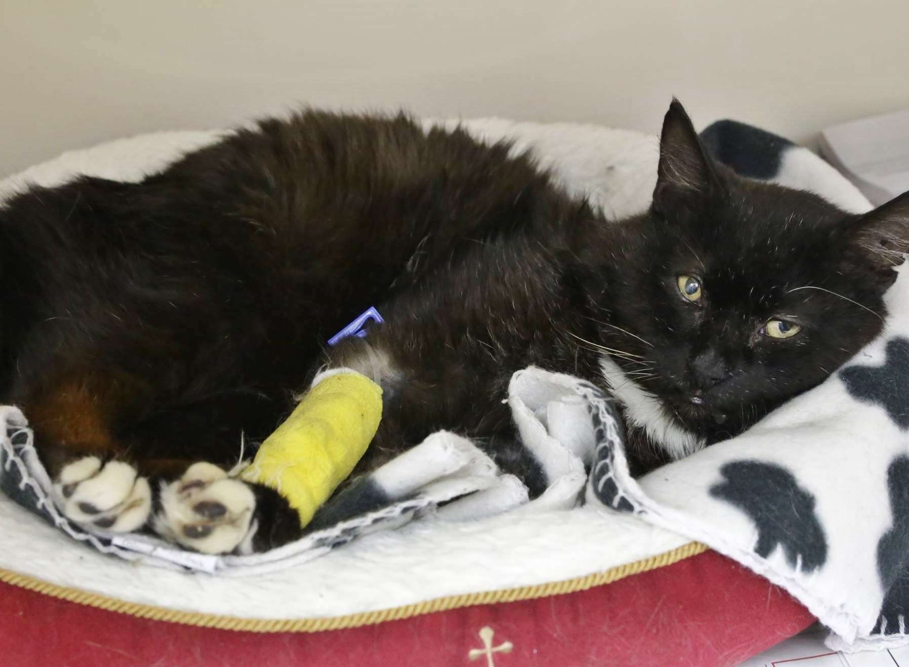 Injured stray cat rescued from the streets of Gillingham