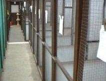 The judge concluded the owner was not following regulations. Picture: Barnside Boarding Cattery