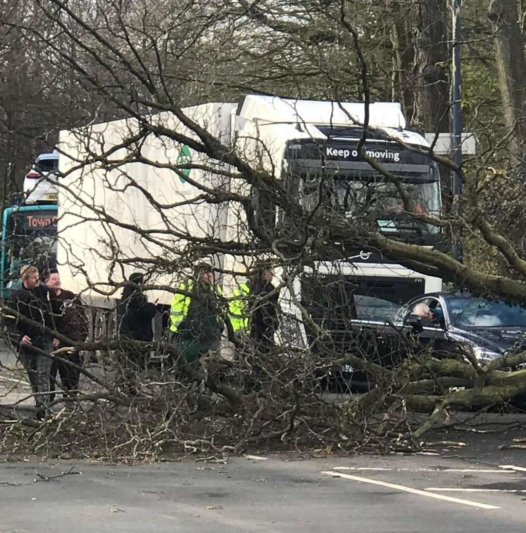 The fallen tree blocked Sutton Road in Maidstone. Picture: Anne Thornhill