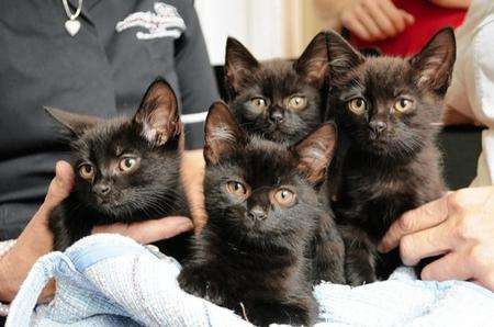 Kittens dumped in a bag found in a Herne Bay bus shelter.