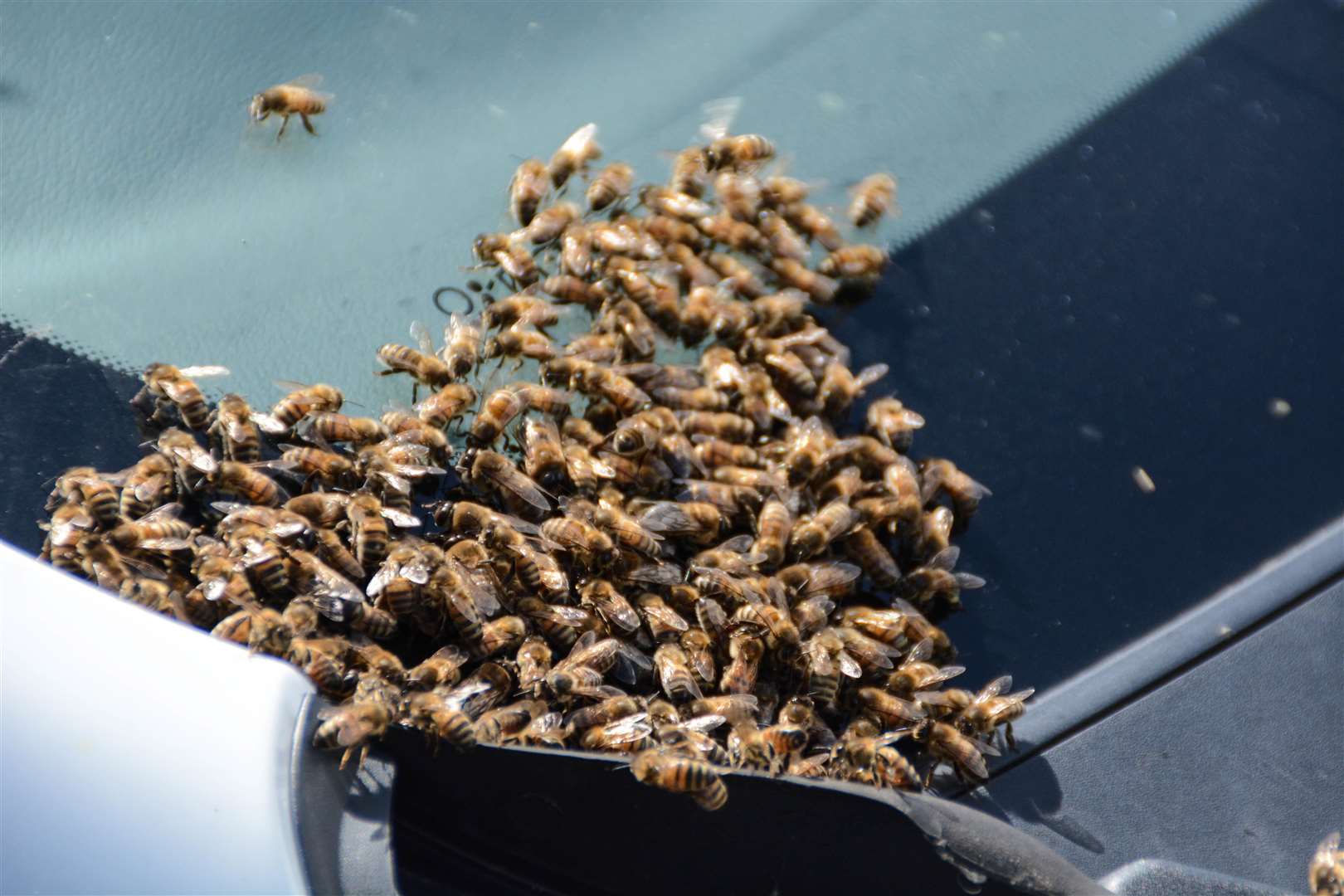 The swarm in Downs Road, Folkestone