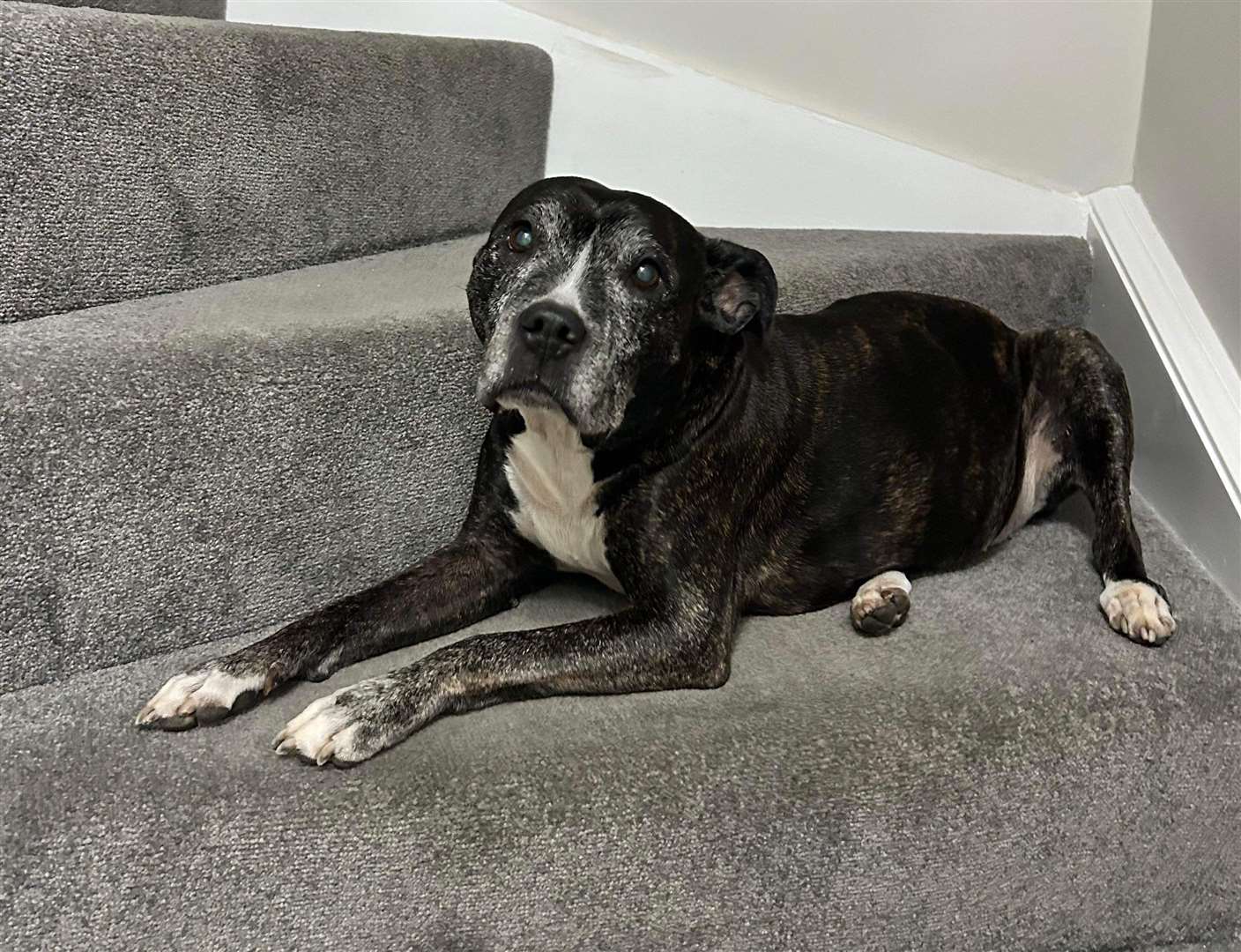 Staffie Maisy from Faversham is 17