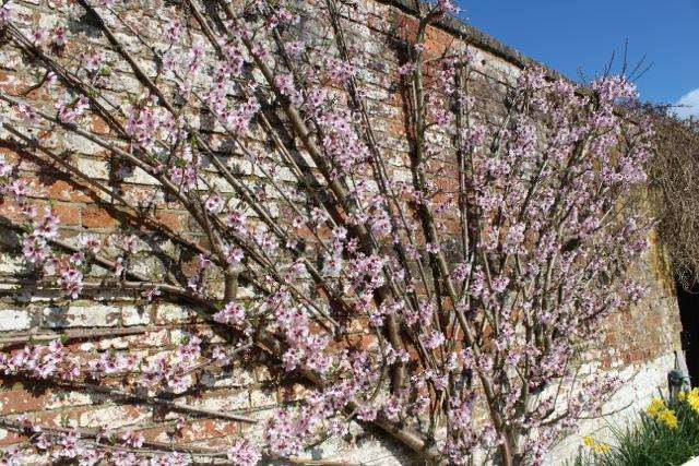 Almond blossom in the walled garden at Godinton