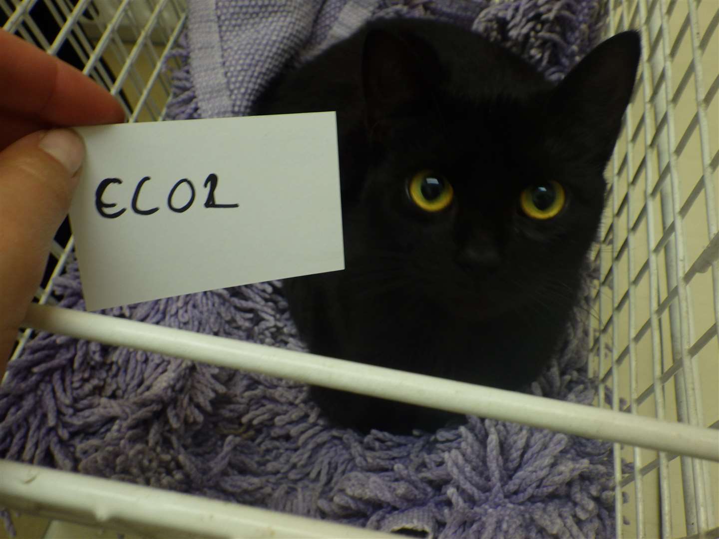 A surviving black cat at a Dover property where three cats were abandoned. Picture: RSPCA