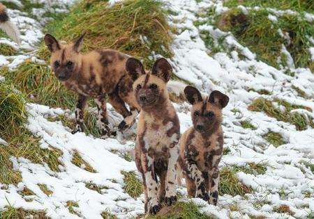 African Painted dogs pups settle in at Port Lympne.