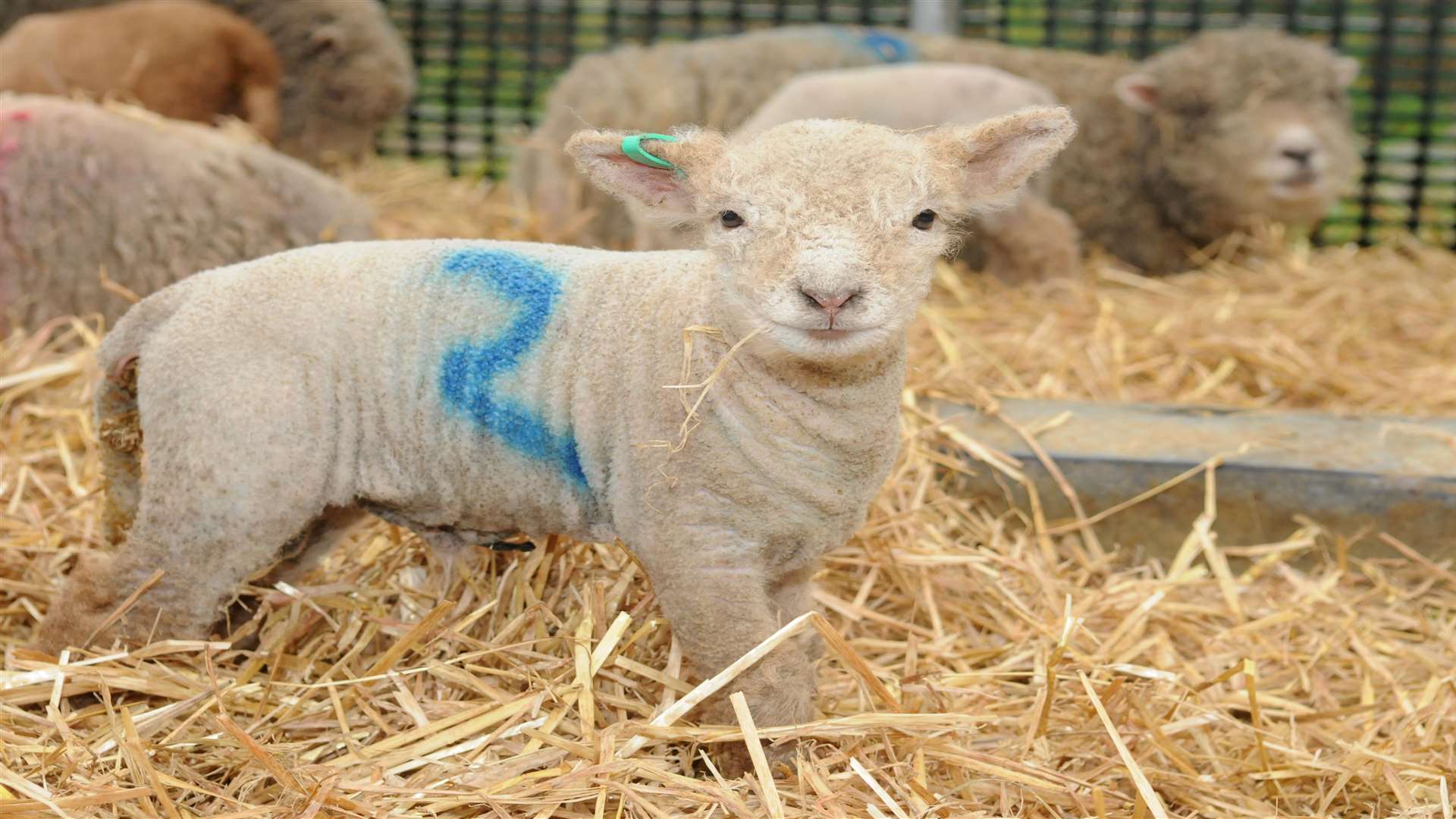 Got to love the lambs: a new arrival at the Rare Breeds Centre in Woodchurch