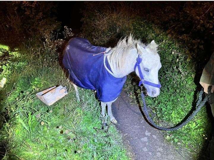 The horse was found on a slip road at Junction 3 of the M25 at the Swanley interchange. Picture: Kent HorseWatch