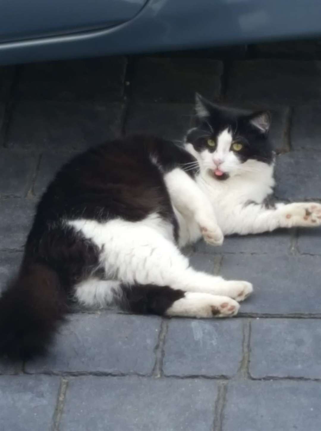 Ranger the cat was last seen near Albany Road in Gillingham. Picture: Keeley Richards