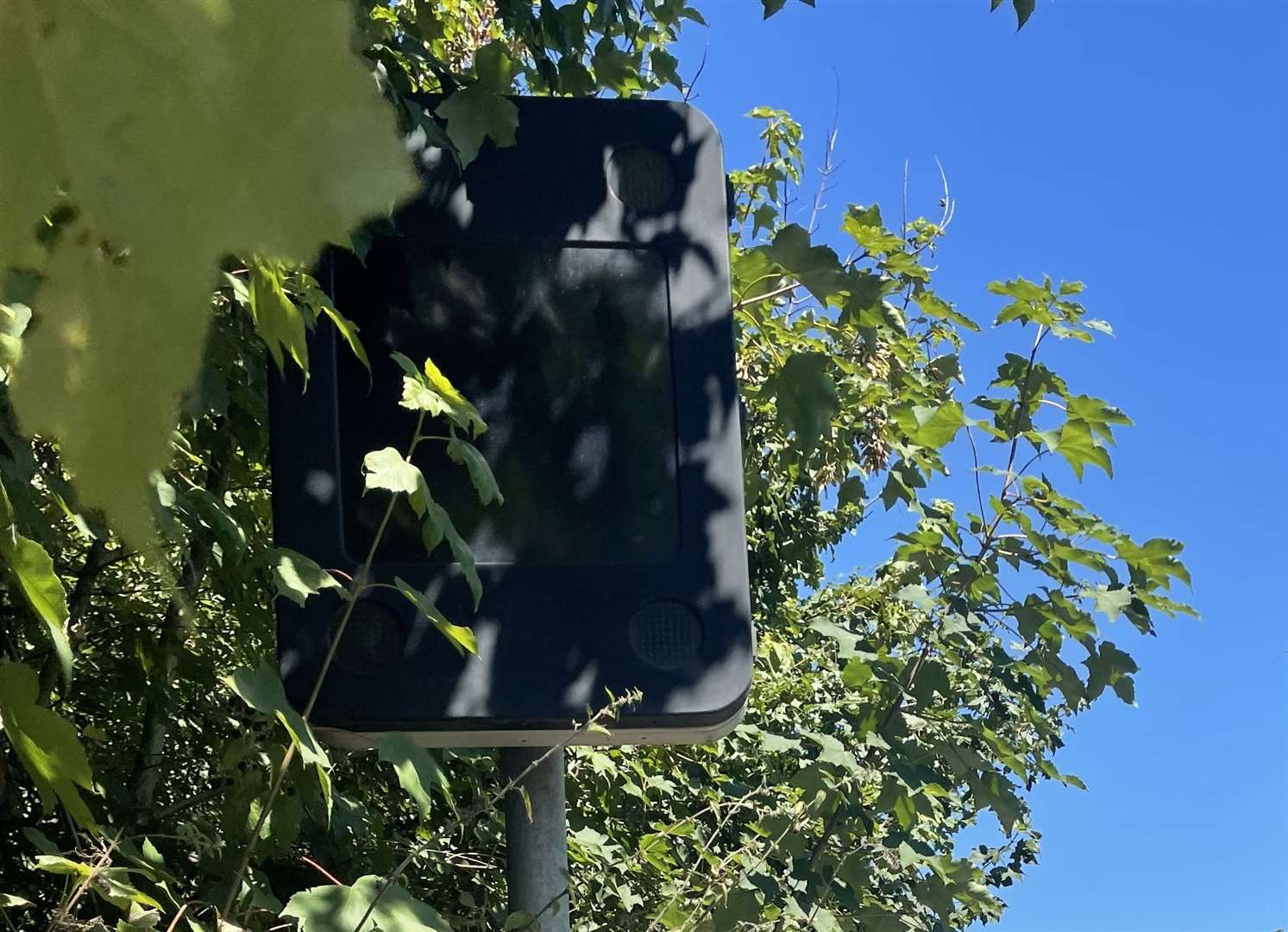 A speed sign is so overgrown that it cannot read cars' speeds