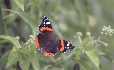 The red admiral butterfly should be in Southern Europe at this time of year. Picture: PETER GAY