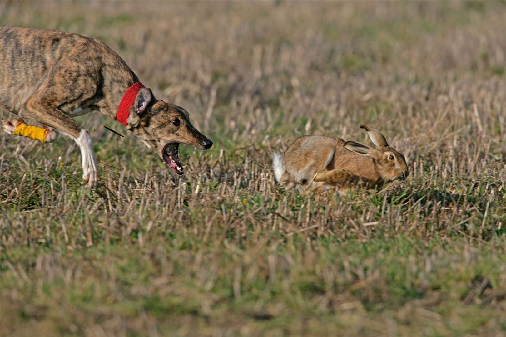Reports of hare coursing have fallen Picture: Stock