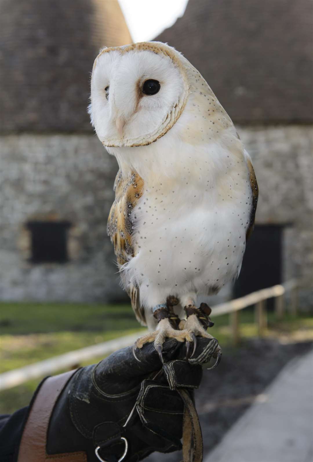 See the owls at Kent Owl Academy at Kent Life, Lock Lane, Sandling Picture: Andy Payton