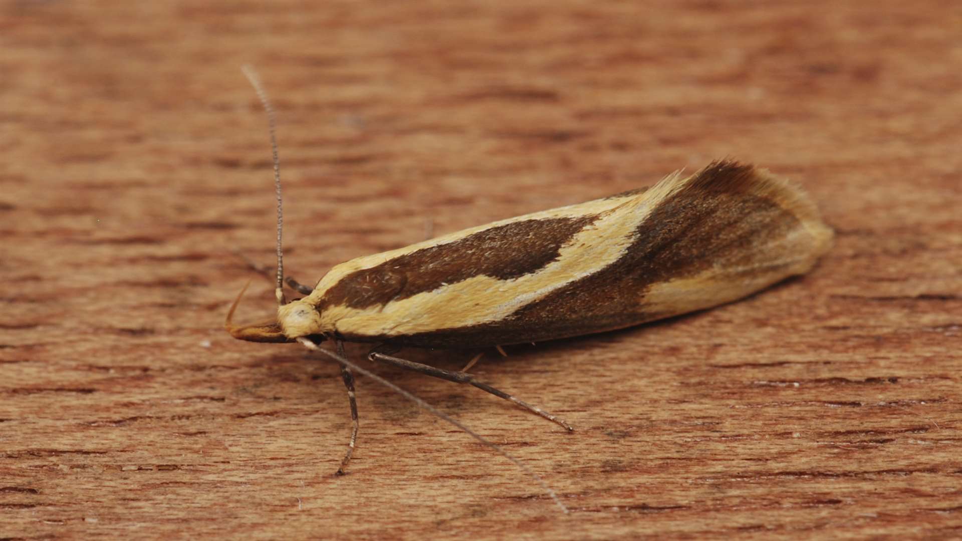 Harpella foficella micro moth at Holborough. Picture: Ross Newnham