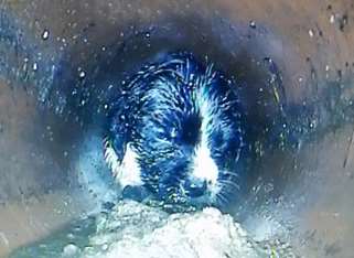 The trapped puppy. Picture: Kent Fire and Rescue Service