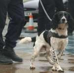 Dogs, along with their handlers, played a big part in the operation. Picture: GARY BROWNE
