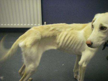 Roley, the dog dumped in Maidstone