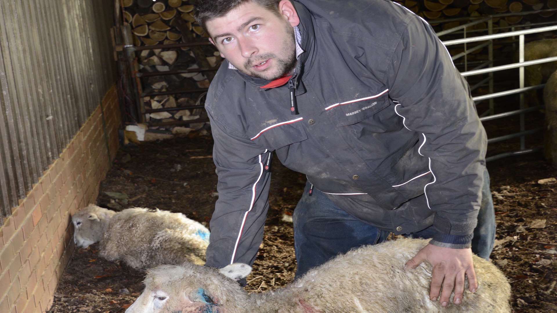 Farmer Alex Pynn tended to a sheep thats ear was chewed