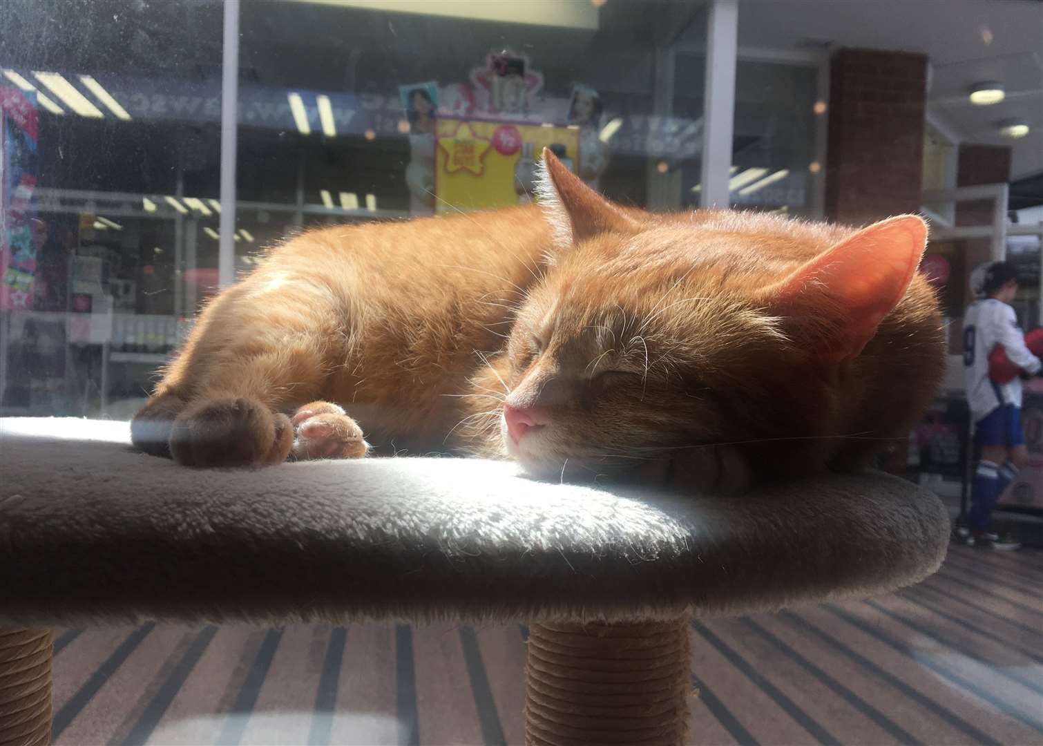 Jasper snoozes in the sun at Paws Cat Cafe