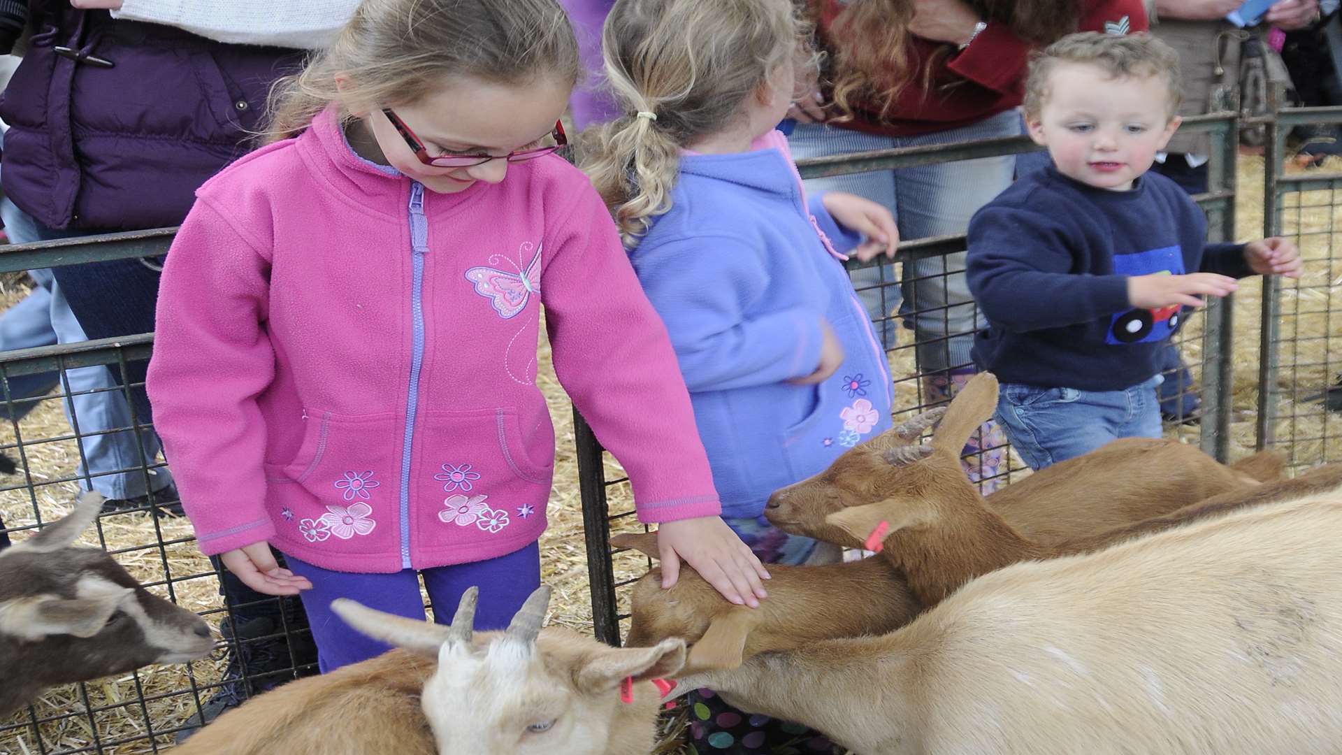 Families enjoying the animals at Monkshill Farm