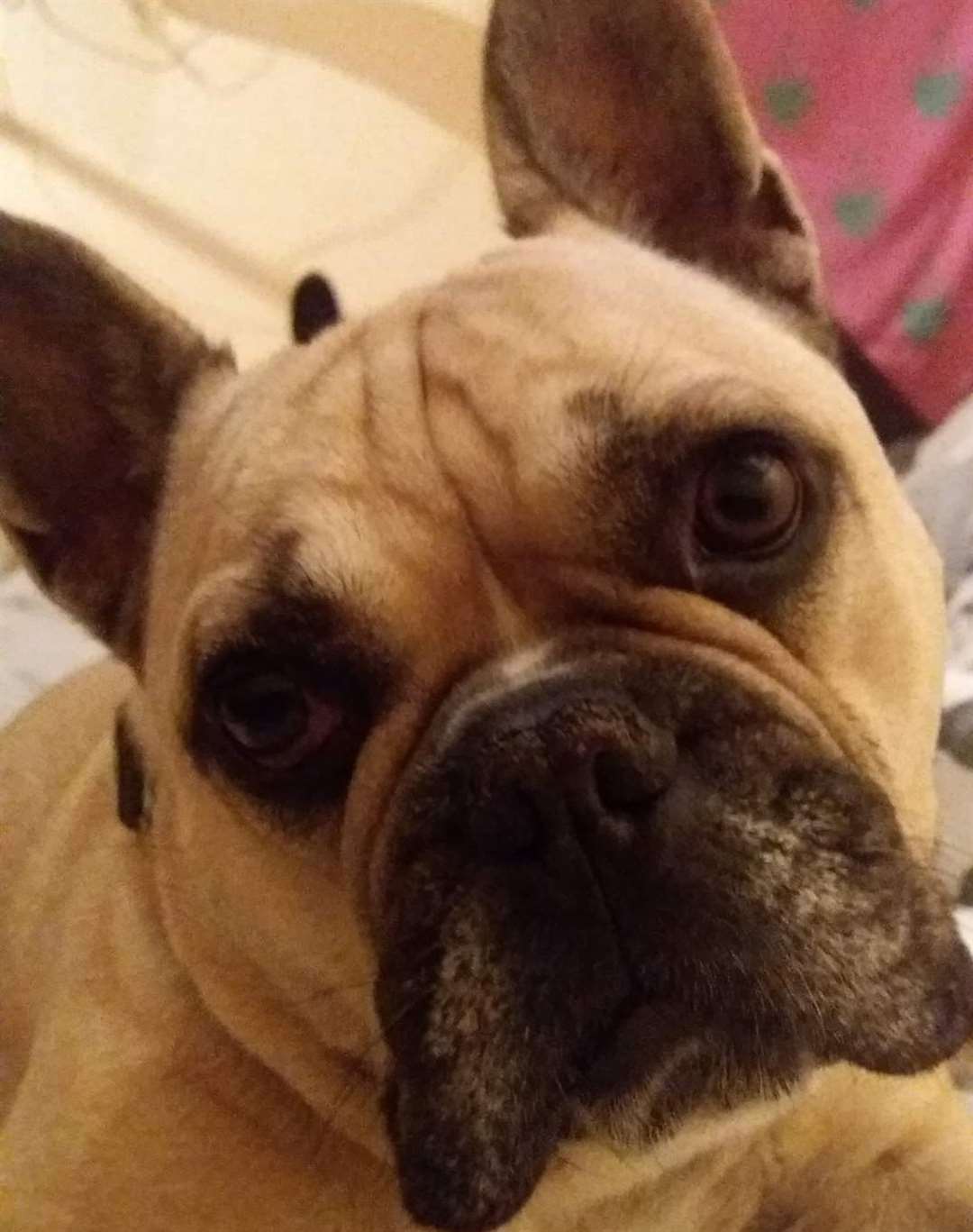 Teddy, a five year old French Bulldog, has been missing since October 30. Pictures: Jacob Burnett
