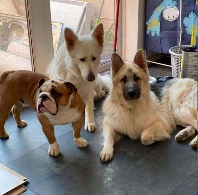 The dog that injured Ms Davis was the brown German Shepherd pictured here on the right with the other two dogs that were also off their leads at the time