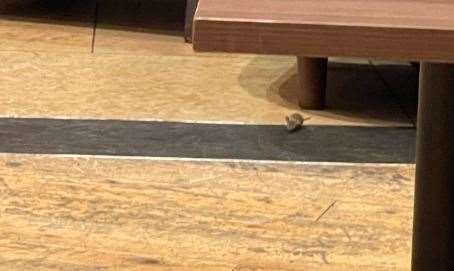 The mouse pictured in Bluewater