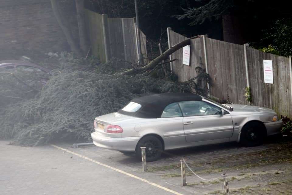 A near-miss as a tree came down near Gravesham Court, Gravesend. Picture: Viktória Szalai