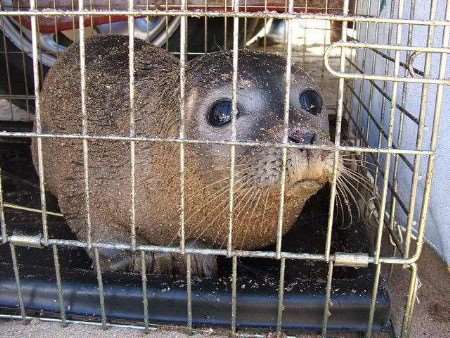 SAFE AND SOUND: The seal was grossly underweight, but is doing fine now. Picture: LUCY TUSON