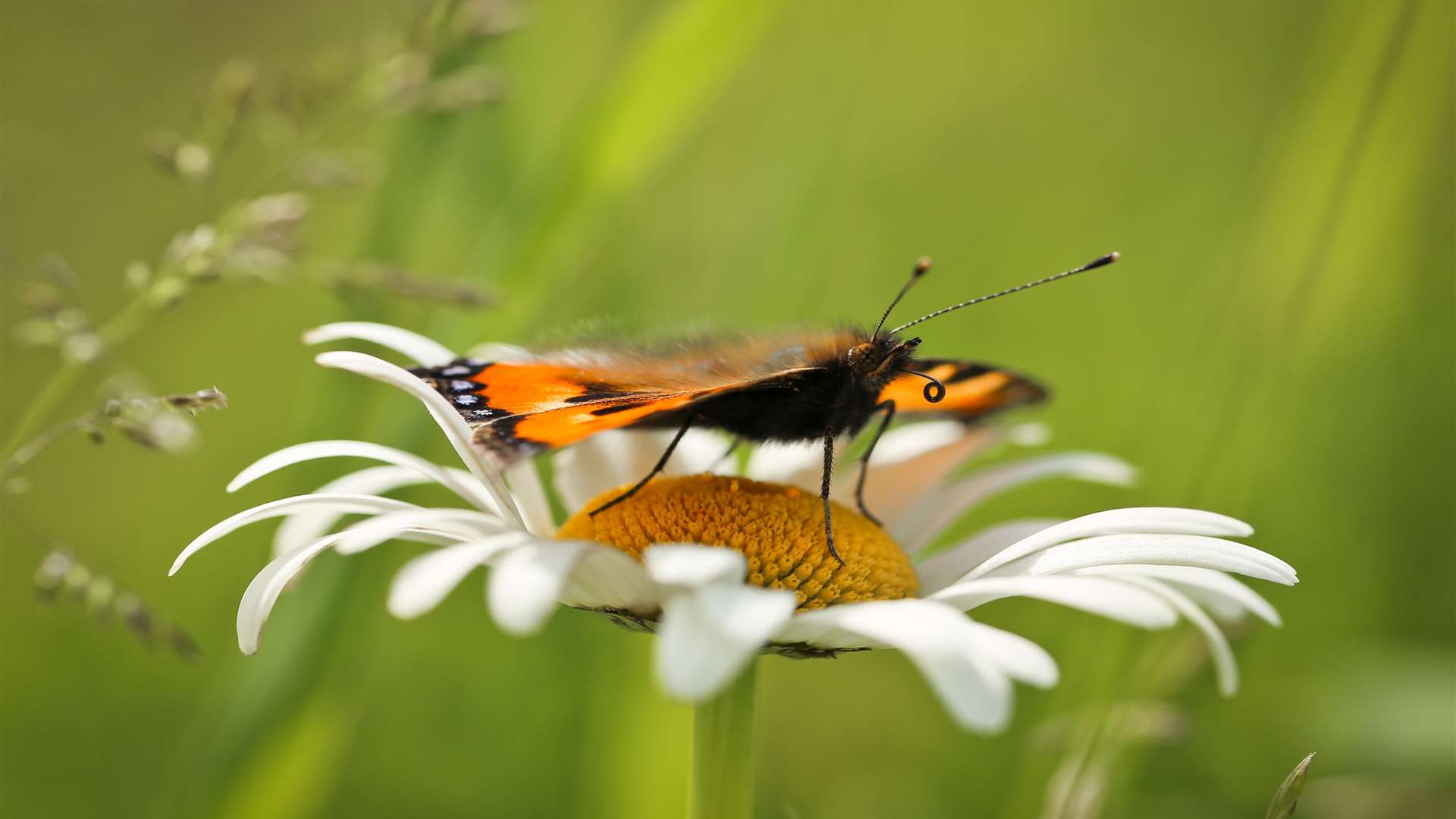 Butterflies feed mainly on nectar from flowers