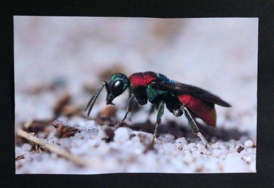 Will Lawson's ruby tailed wasp. Pictures Les Irvine