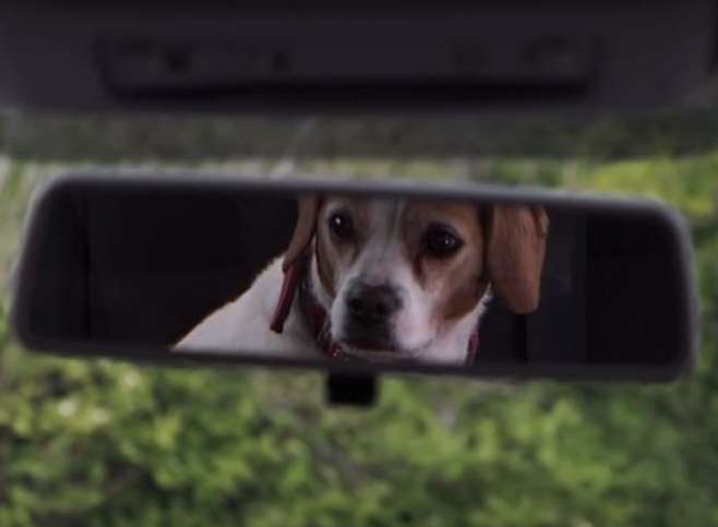 The RSPCA has launched an appeal about dogs in hot cars