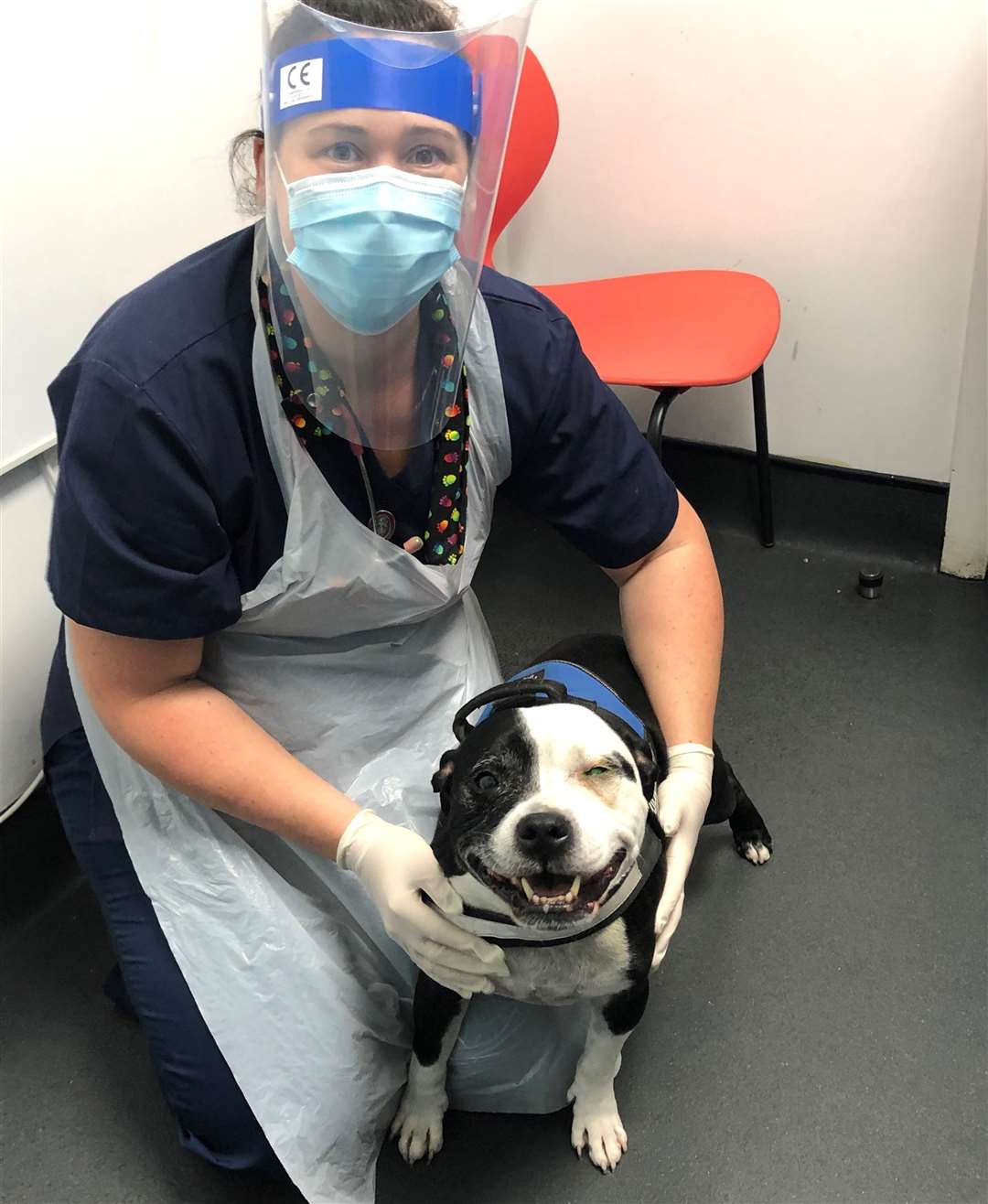 Head veterinary nurse Katie Peacock with Oscar the staffie. Picture: Hetty Mulhall