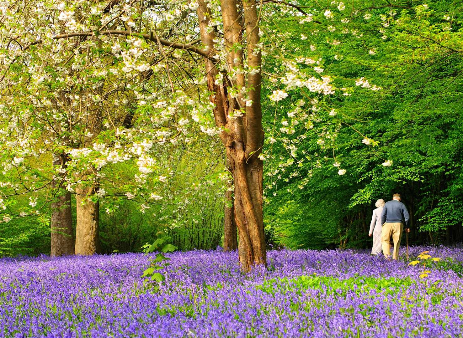 Visitors come to see the bluebells bloom every year at Hole Park. Picture: Supplied by Hole Park