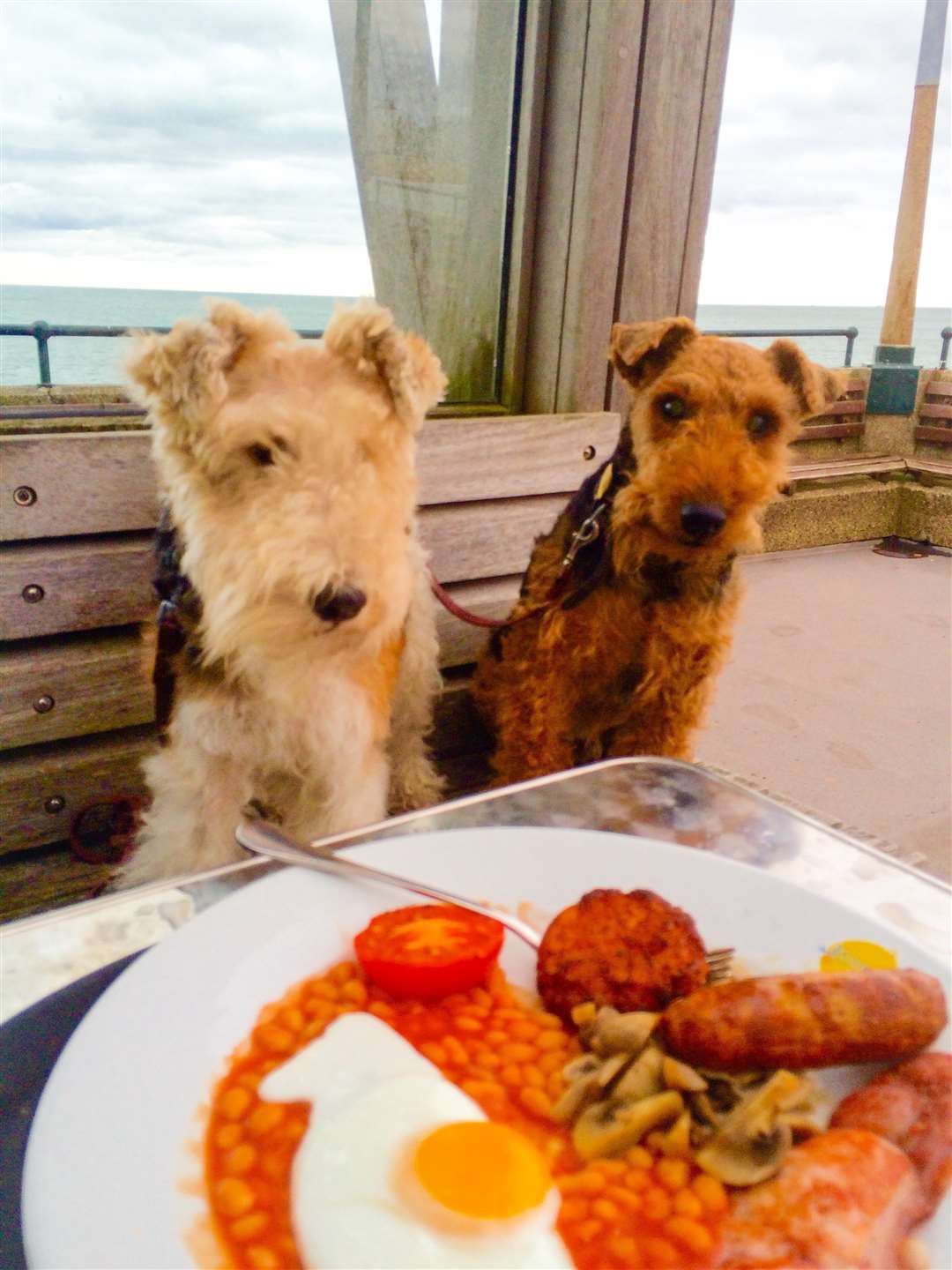 Phoebe and Ianto eye up a full English outside Jasin's Restaurant on the Pier