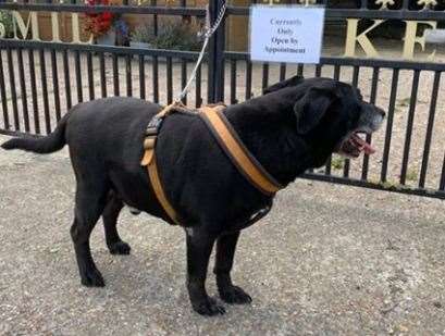 The dog did not have a microchip. Picture: Swale council