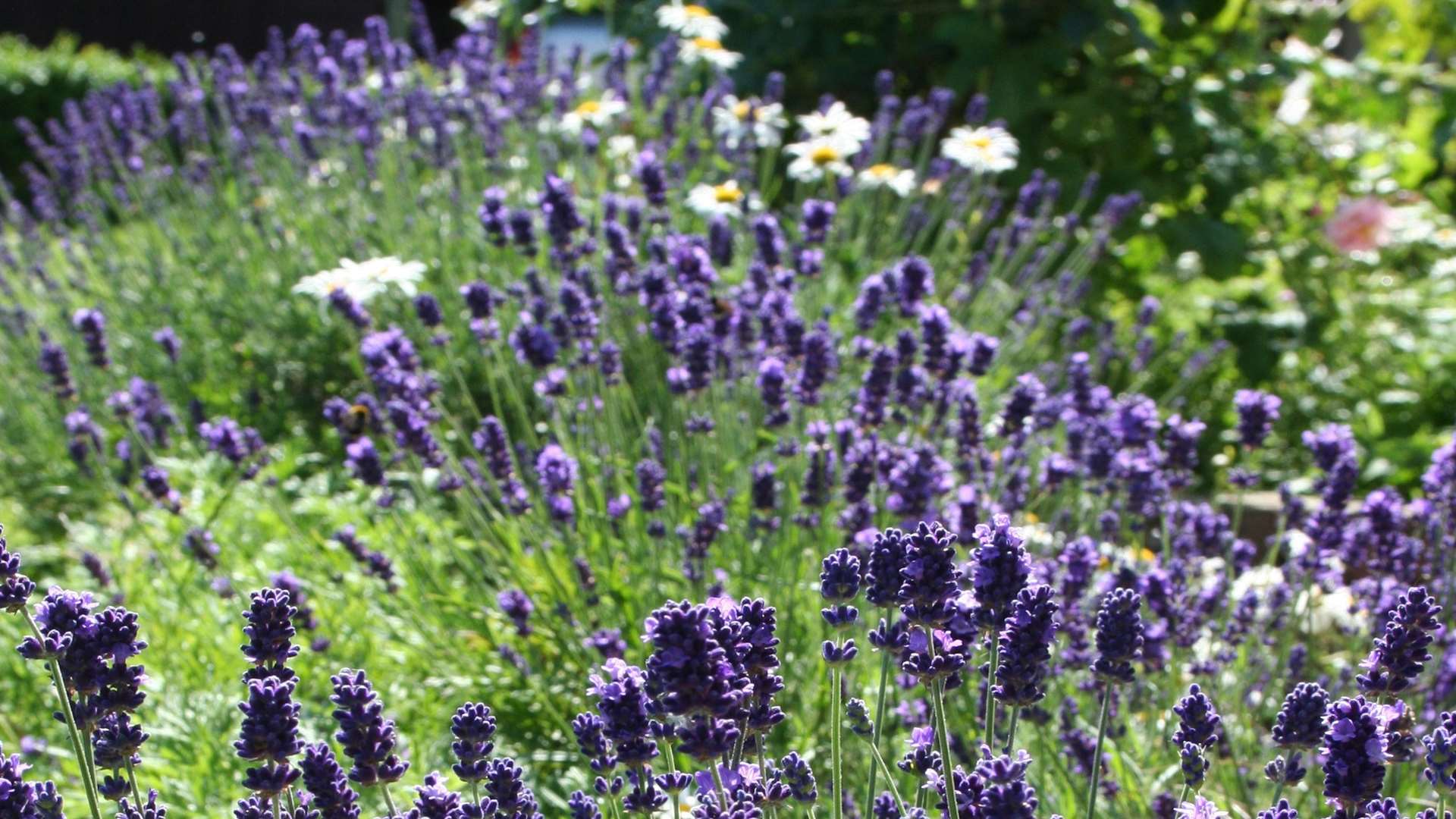 Lavender is pretty at the front of a border
