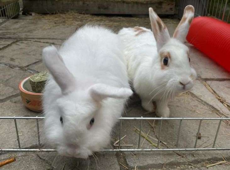 Meimei and Gigi need a new home. Picture: RSPCA