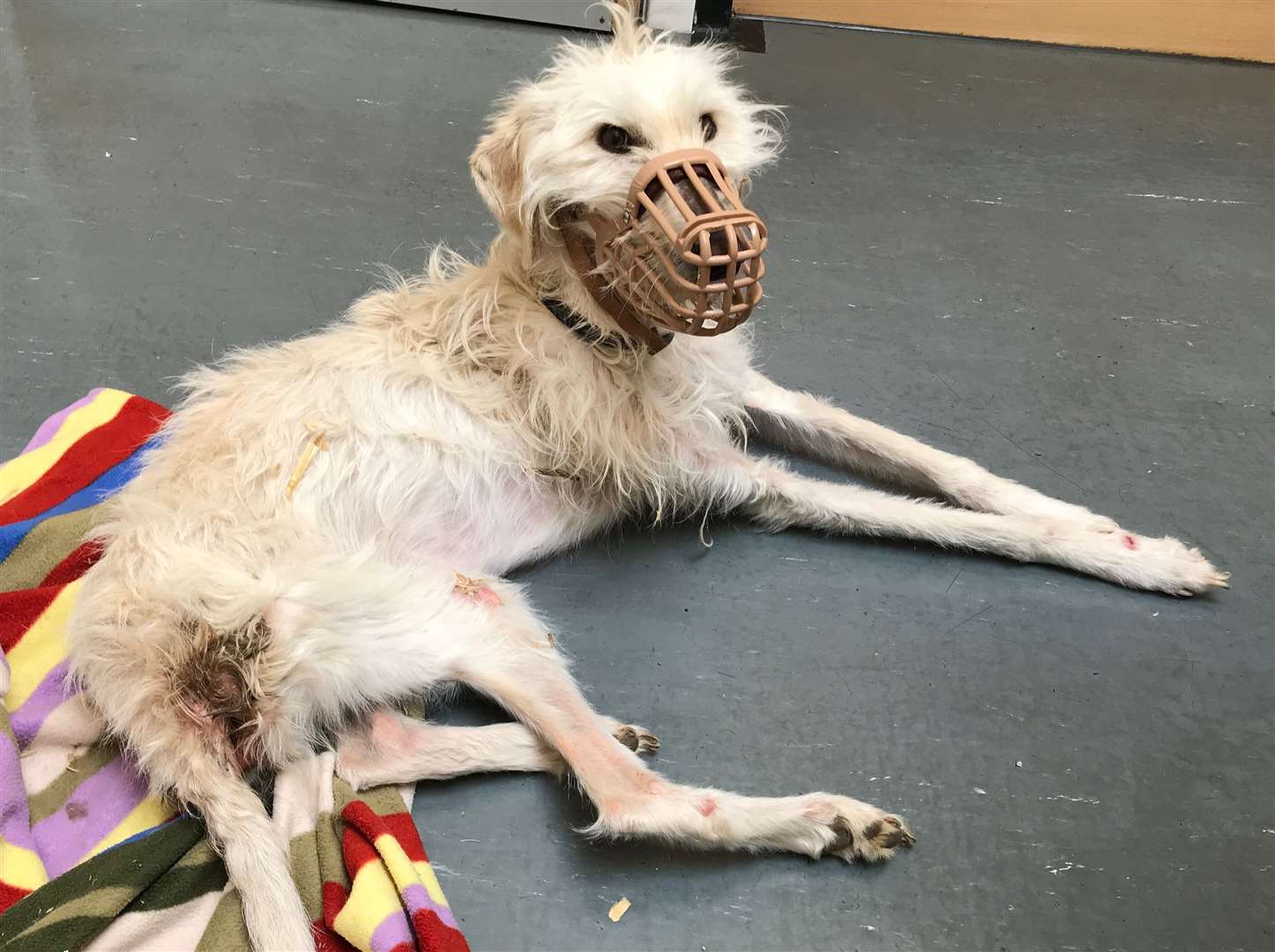 Blossom, a lurcher cross, was being eaten alive by maggots and just hours away from death when she was rescued. Picture: RSPCA