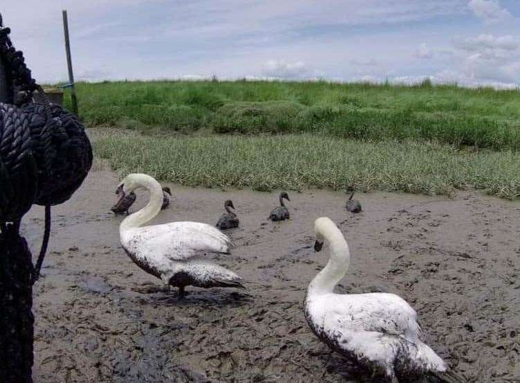 The baby swans have been reunited with their parents. Photo: Kent Wildlife Rescue Service
