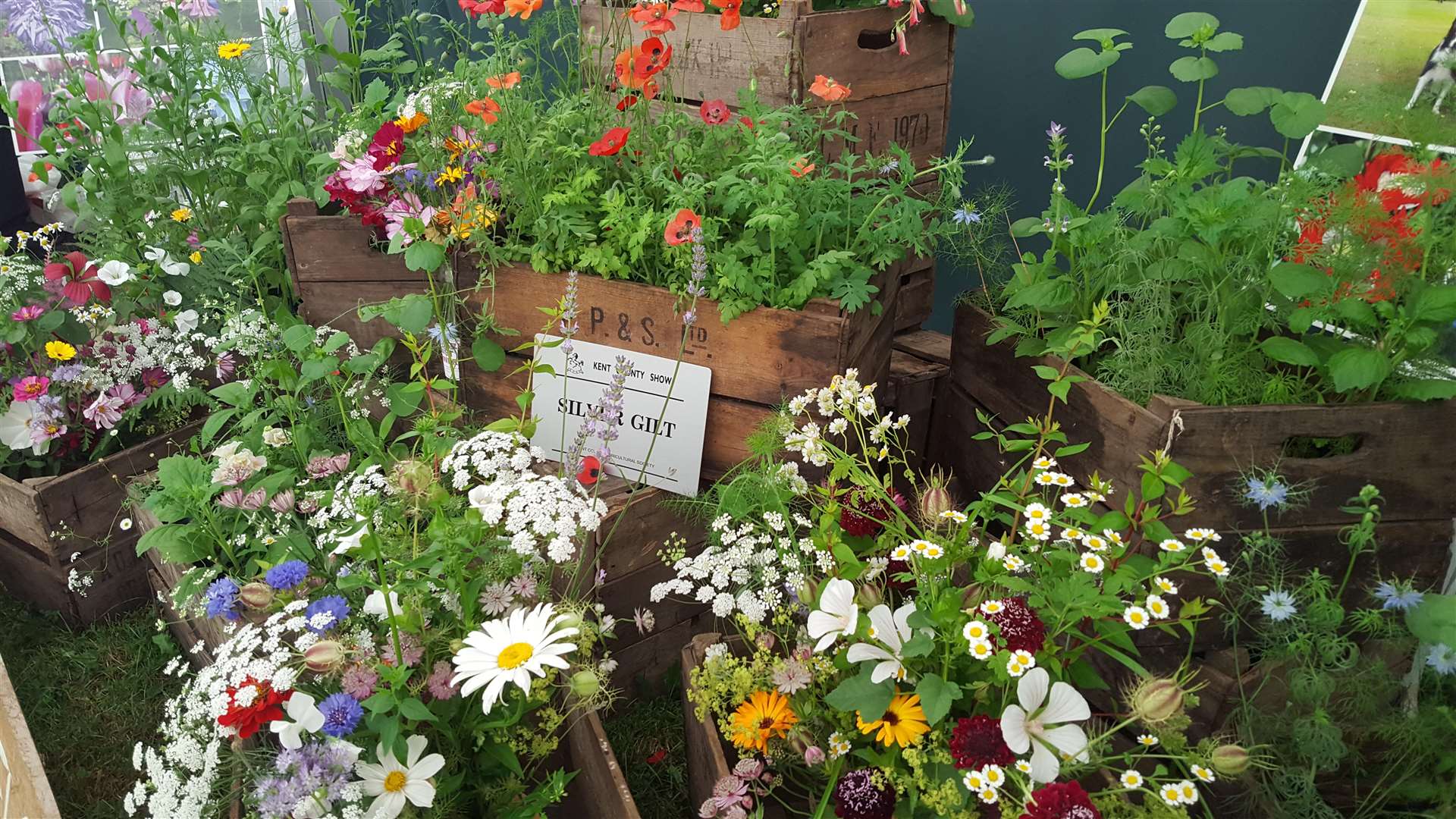 Shelley Sishton's wild flower display at Kent County Flower Show - appeared on The Farmers' Country Showdown BBC (6456983)