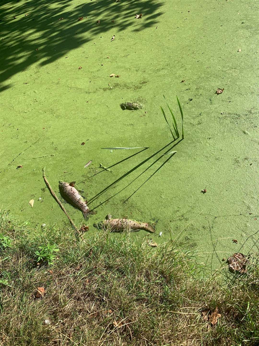 Dead fish from the waterway along the Ropewalk in Sandwich Picture: Andy Duncan (41350991)