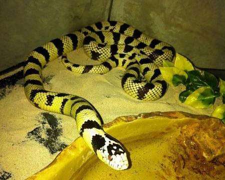 Californian King Snake found near Dartford tunnel and rescued by Wayne May from Artisan Rare Breeds