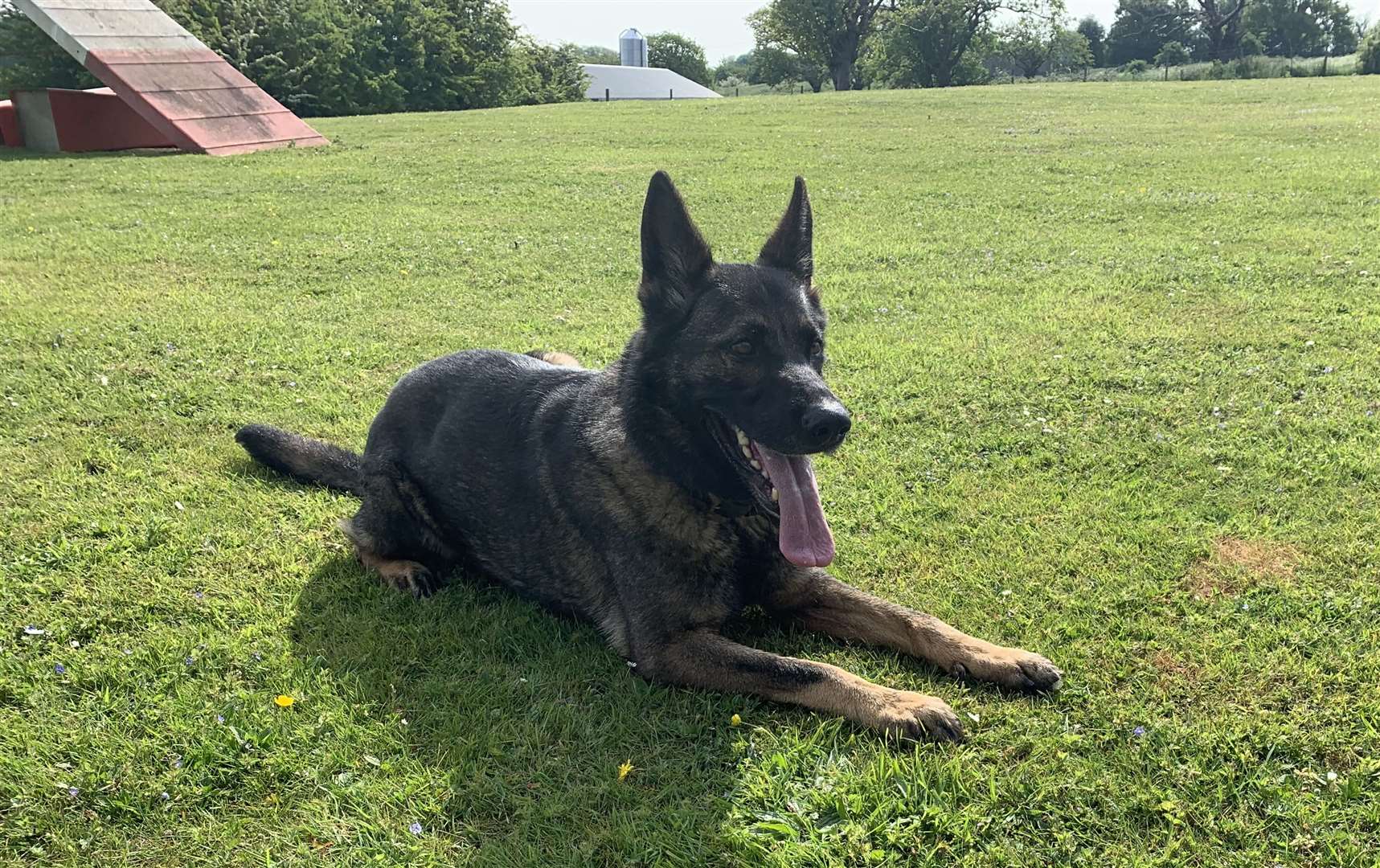Police dog Keeler takes a rest from training
