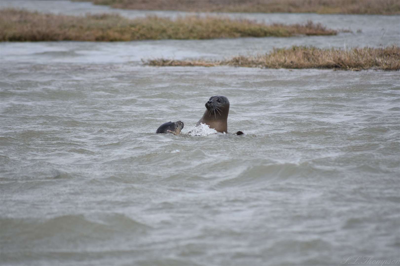 Seals generally hunt alone. Picture: Sherece Thompson