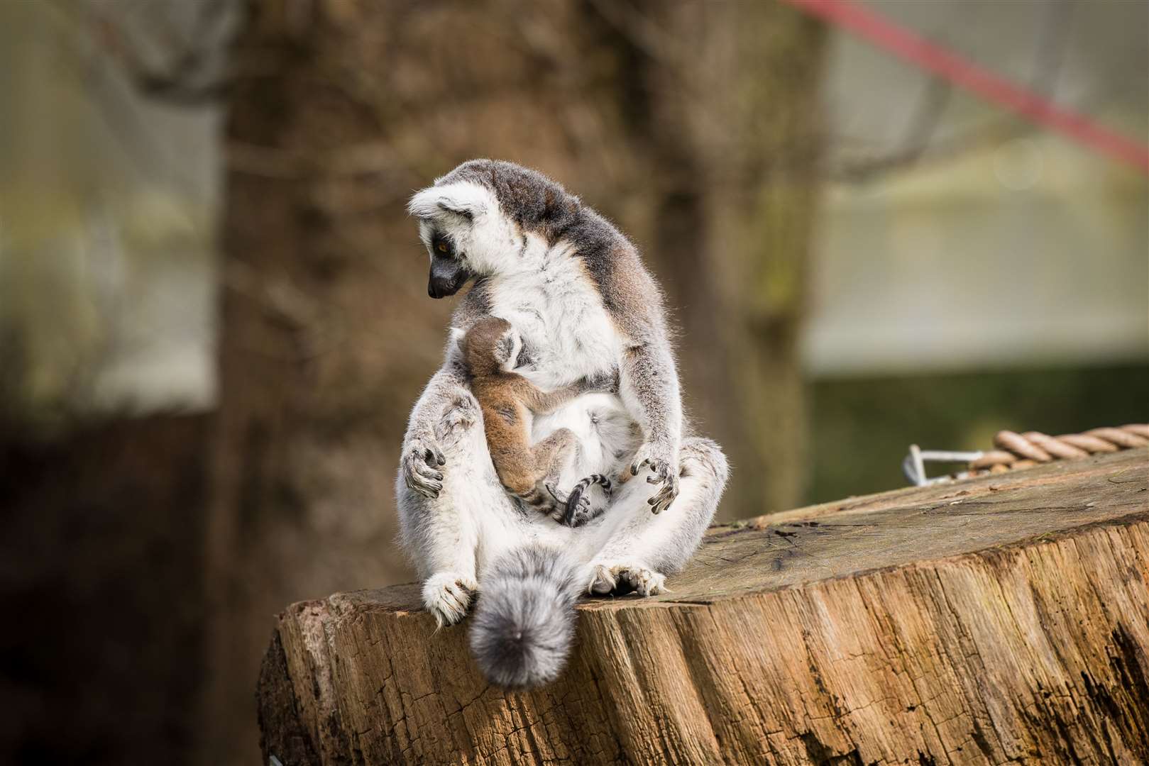 The newborn has been spotted clinging to its mother (Woburn Safari Park/PA)